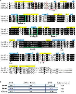 Functional Division Between the RecA1 and RecA2 Proteins in Myxococcus xanthus